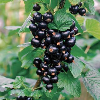 Titania Black Currant Thumbnail